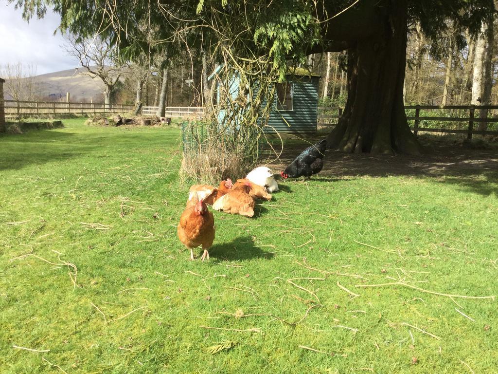 Kennels Cottage スターリング エクステリア 写真